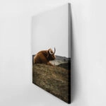 Πίνακας σε Καμβά RUSTIC FARMHOUSE COW 9