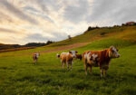 Πίνακας σε Καμβά RUSTIC FARMHOUSE COWS 10