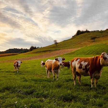 Πίνακας σε Καμβά RUSTIC FARMHOUSE COWS 10 -  Sticky 5