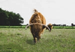 Πίνακας σε Καμβά RUSTIC FARMHOUSE COWS 11