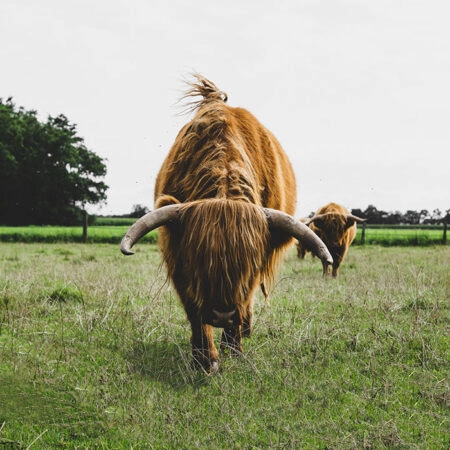 Πίνακας σε Καμβά RUSTIC FARMHOUSE COWS 11 -  Sticky 5