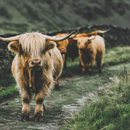 Πίνακας σε Καμβά RUSTIC FARMHOUSE COWS 12 -  Sticky 5