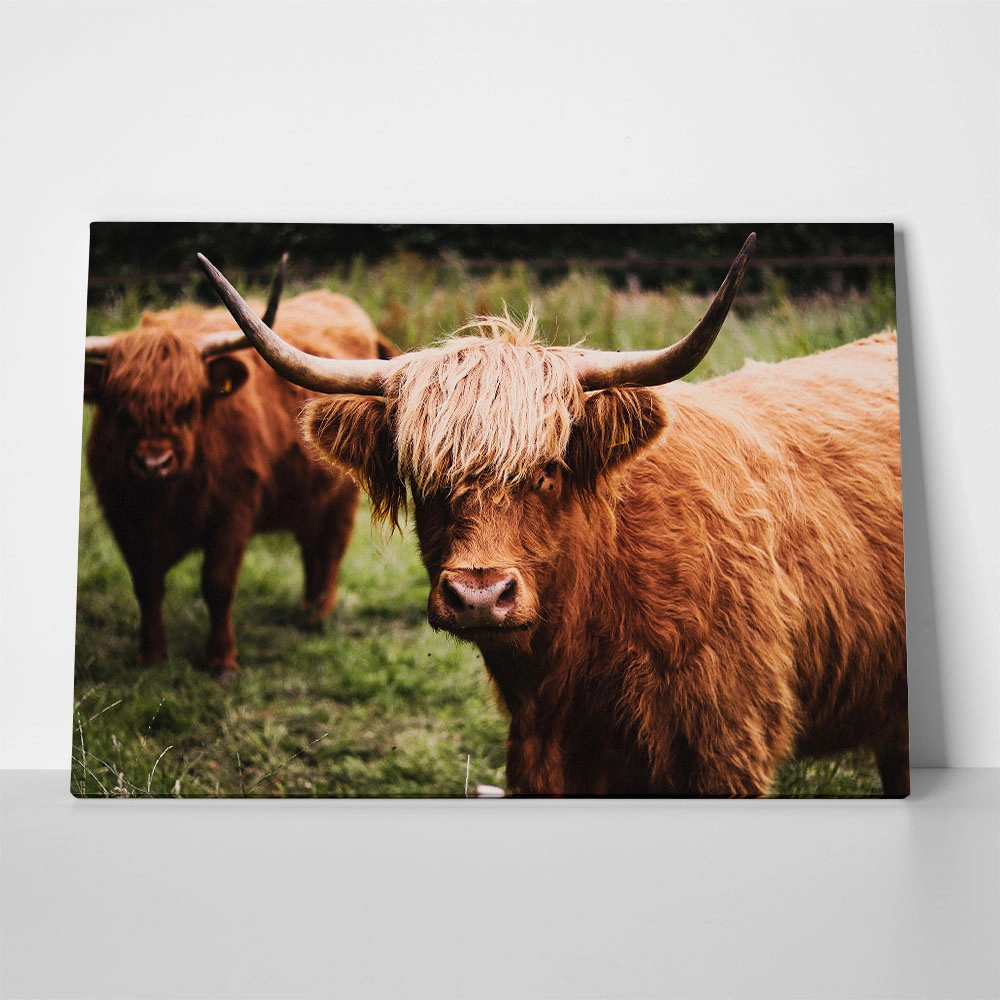 Πίνακας σε Καμβά RUSTIC FARMHOUSE COWS 13