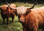 Πίνακας σε Καμβά RUSTIC FARMHOUSE COWS 13