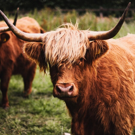 Πίνακας σε Καμβά RUSTIC FARMHOUSE COWS 13 -  Sticky 5