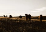 Πίνακας σε Καμβά RUSTIC FARMHOUSE COWS 14