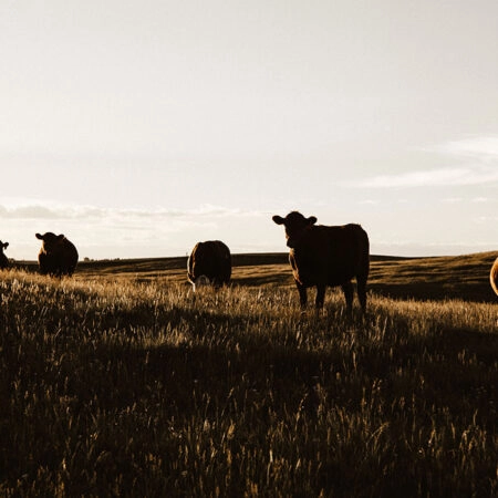 Πίνακας σε Καμβά RUSTIC FARMHOUSE COWS 14 -  Sticky 5