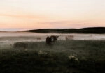Πίνακας σε Καμβά RUSTIC FARMHOUSE COWS 15