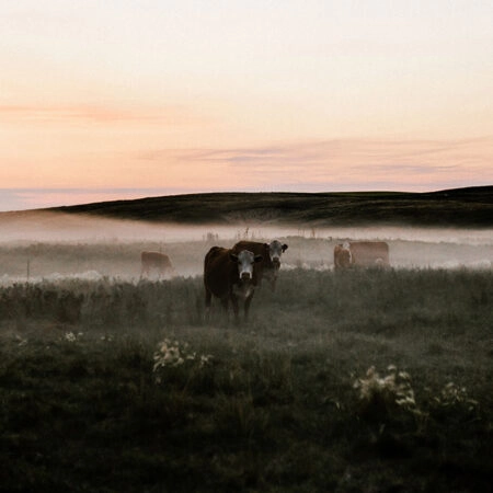 Πίνακας σε Καμβά RUSTIC FARMHOUSE COWS 15 -  Sticky 5