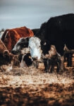 Πίνακας σε Καμβά RUSTIC FARMHOUSE COWS 2