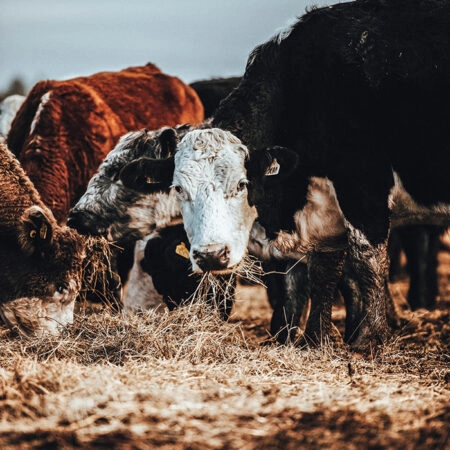 Πίνακας σε Καμβά RUSTIC FARMHOUSE COWS 2 -  Sticky 5