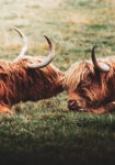 Πίνακας σε Καμβά RUSTIC FARMHOUSE COWS 3