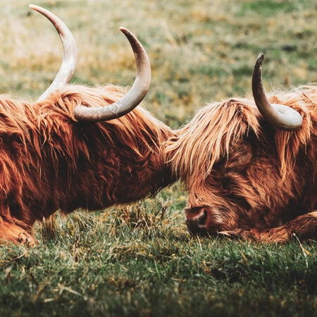 Πίνακας σε Καμβά RUSTIC FARMHOUSE COWS 3 -  Sticky 5