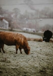 Πίνακας σε Καμβά RUSTIC FARMHOUSE COWS 4