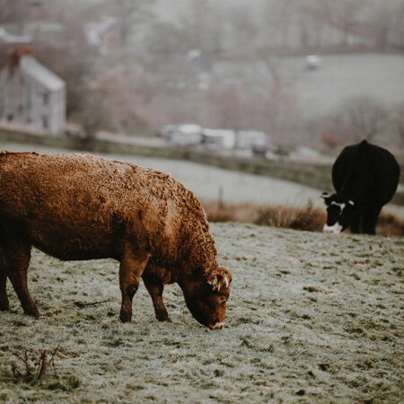 Πίνακας σε Καμβά RUSTIC FARMHOUSE COWS 4 -  Sticky 5