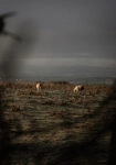 Πίνακας σε Καμβά RUSTIC FARMHOUSE COWS 5