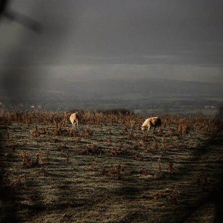 Πίνακας σε Καμβά RUSTIC FARMHOUSE COWS 5 -  Sticky 5