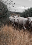 Πίνακας σε Καμβά RUSTIC FARMHOUSE COWS 6