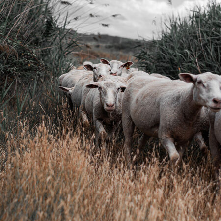 Πίνακας σε Καμβά RUSTIC FARMHOUSE COWS 6 -  Sticky 5