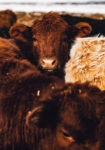 Πίνακας σε Καμβά RUSTIC FARMHOUSE COWS 7