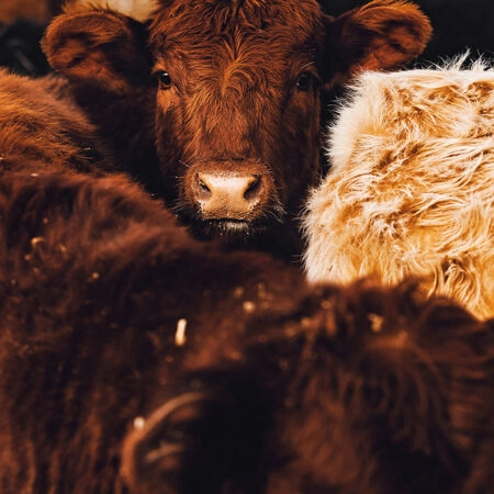 Πίνακας σε Καμβά RUSTIC FARMHOUSE COWS 7 -  Sticky 5