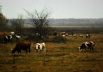 Πίνακας σε Καμβά RUSTIC FARMHOUSE COWS 8