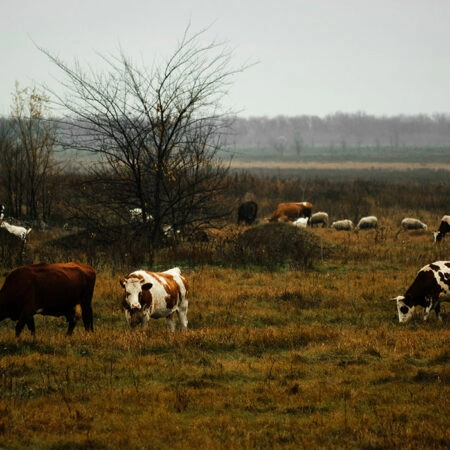 Πίνακας σε Καμβά RUSTIC FARMHOUSE COWS 8 -  Sticky 5