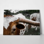 Πίνακας σε Καμβά RUSTIC FARMHOUSE COWS 9