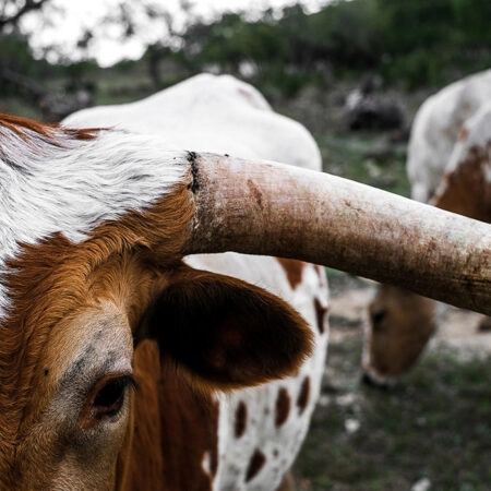 Πίνακας σε Καμβά RUSTIC FARMHOUSE COWS 9 -  Sticky 5