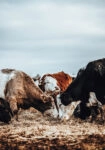 Πίνακας σε Καμβά RUSTIC FARMHOUSE COWS