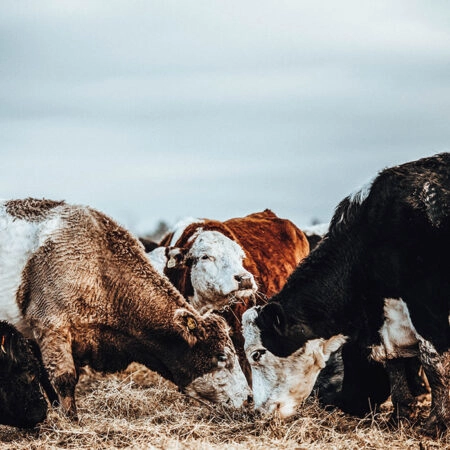 Πίνακας σε Καμβά RUSTIC FARMHOUSE COWS -  Sticky 5