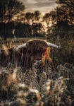 Πίνακας σε Καμβά RUSTIC FARMHOUSE COW