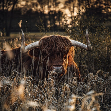 Πίνακας σε Καμβά RUSTIC FARMHOUSE COW -  Sticky 5