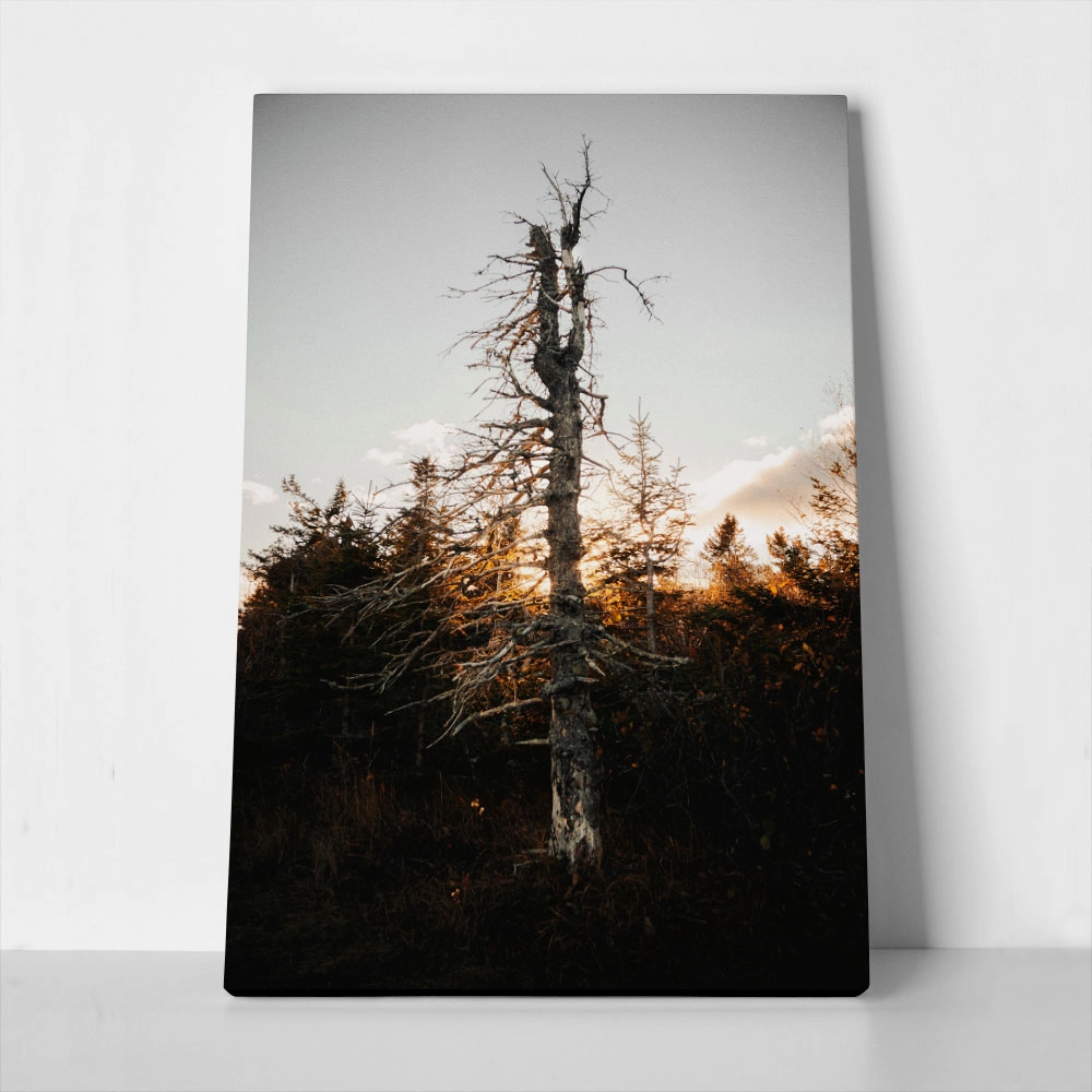 Πίνακας σε Καμβά RUSTIC FARMHOUSE DEAD TREE