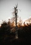 Πίνακας σε Καμβά RUSTIC FARMHOUSE DEAD TREE