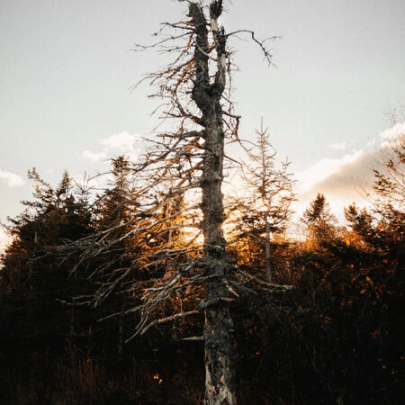 Πίνακας σε Καμβά RUSTIC FARMHOUSE DEAD TREE -  Sticky 5
