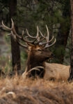 Πίνακας σε Καμβά RUSTIC FARMHOUSE DEER 2