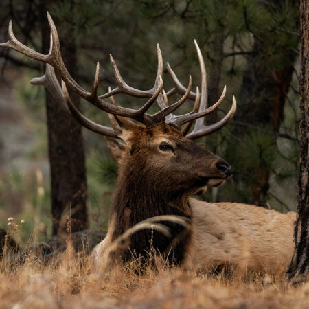 Πίνακας σε Καμβά RUSTIC FARMHOUSE DEER 2 -  Sticky 5