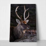 Πίνακας σε Καμβά RUSTIC FARMHOUSE DEER 3