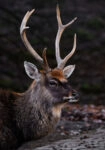 Πίνακας σε Καμβά RUSTIC FARMHOUSE DEER 3
