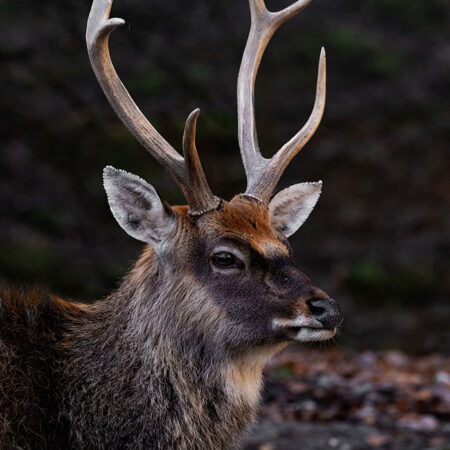 Πίνακας σε Καμβά RUSTIC FARMHOUSE DEER 3 -  Sticky 5