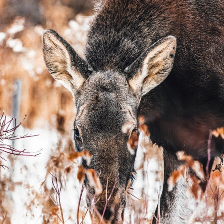 Πίνακας σε Καμβά RUSTIC FARMHOUSE DEER -  Sticky 5