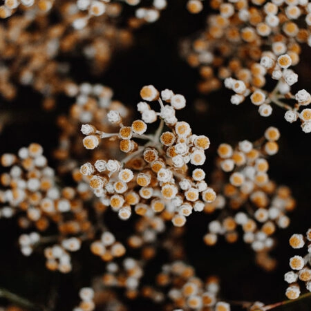 Πίνακας σε Καμβά RUSTIC FARMHOUSE DRIED FLOWERS 2 -  Sticky 5