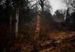 Πίνακας σε Καμβά RUSTIC FARMHOUSE DRIED FOREST
