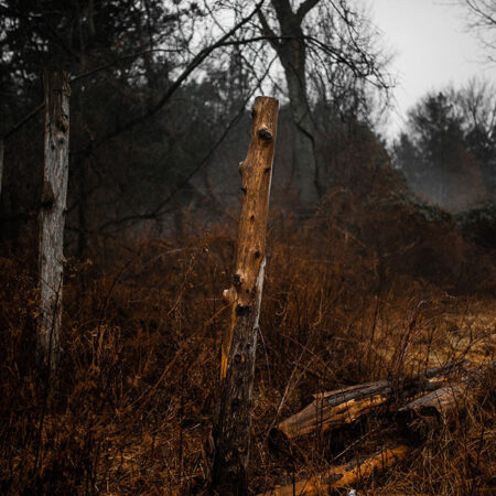 Πίνακας σε Καμβά RUSTIC FARMHOUSE DRIED FOREST -  Sticky 5