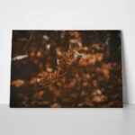 Πίνακας σε Καμβά RUSTIC FARMHOUSE DRIED LEAF