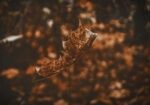 Πίνακας σε Καμβά RUSTIC FARMHOUSE DRIED LEAF