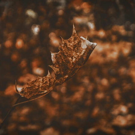 Πίνακας σε Καμβά RUSTIC FARMHOUSE DRIED LEAF -  Sticky 5
