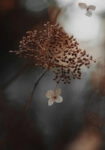 Πίνακας σε Καμβά RUSTIC FARMHOUSE DRIED LEAVES 2