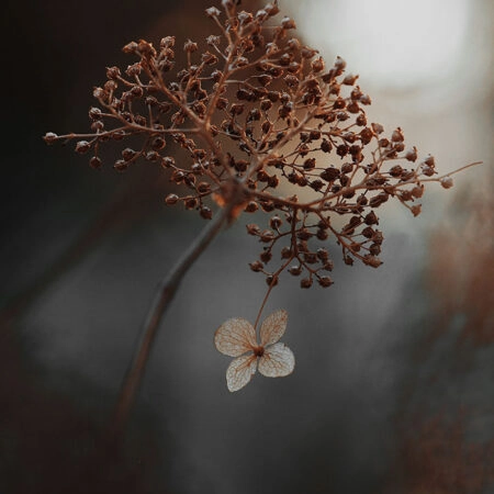 Πίνακας σε Καμβά RUSTIC FARMHOUSE DRIED LEAVES 2 -  Sticky 5